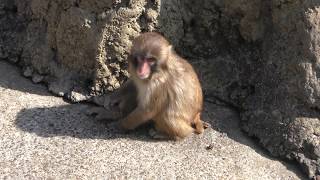 ニホンザル (市川市動植物園) 2018年3月4日