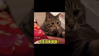 搞笑的宠物 猫咪也是要吃饭滴 为了吃饭可真是拼尽全力了！ Funny Pets #猫咪   #pets  #宠物 #shorts