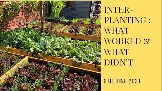 Interplanting : what worked and what didn't