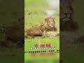 山寨動物園裏面的山寨動物，動物園熊貓怎麽長得狗裏狗氣的 動物園裏有什麽 動物解說 animals cuteanimals