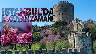 Korona Günlerinde Erguvanların Açmasıyla İstanbul Boğazı Rengarenk Oldu