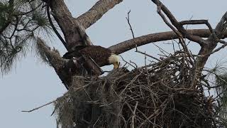 F23 feeding her eaglet E23 SWFL eagle cam nest on Ft Myers.