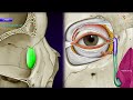 orbit anatomy animation borders relations and contents mbbs 1st year