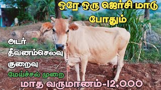 ஒரே ஒரு ஜெர்சி மாடு போதும் 6 மாதவருமானம் 60000