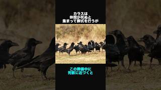 カラスに関する面白い豆知識③