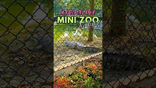 Mini Zoo Kolkata, Harinalaya #shorts #harinalaya #minizoo