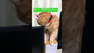 角にスリスリするだけの動画。　#shorts #ねこ #cat