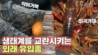 #악어거북 #미국가재 애완용으로 키우다 버리지 마세요! 자연환경 위협하는 외래종