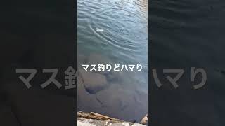 【管理釣り場】マス釣りにハマるやつ