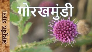 गोरखमुंडी के फायदे और उपयोगsphaeranthus indicus benefits| Ayurved shala