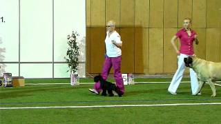 Riga.CACIB DogShow 12.06.2011. Best in Group II