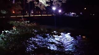 　塩原温泉　ライトアップ2024秋紅の吊り橋　