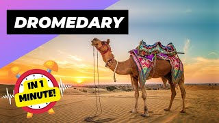 Dromedary - In 1 Minute! 🐪 One Of The Tallest Animals In The World | 1 Minute Animals