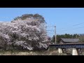 桜満開！　宇賀川橋梁を走る三岐鉄道の列車