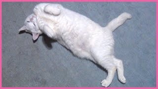 ごろん♪と言うと、クネクネ甘える白猫ユキ White cat Yuki is tossing and turning