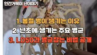 난초 기본상식 1.봄철 병이 생기는 이유,  2.난초 주요 병균,  3.LD50적용, 병잡는 비법공개