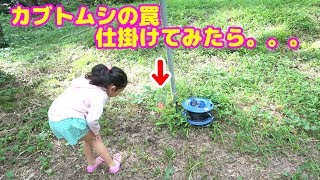 れのれら太陽コラボ♡家にあるもので即席カブトムシの罠作ってみたら大量のアレが捕れた＞＜himawari-CH