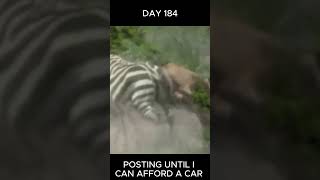 Strong zebra kick vs lion