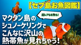 【セブ島お魚図鑑】マクタン島のシュノーケリングでこんなに沢山の熱帯魚が見れちゃう！