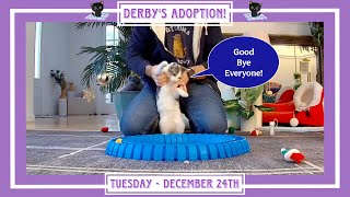 Derby's Adoption! - Tuesday December 24th.