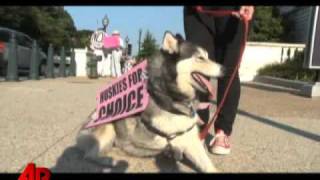 Protesters, Supporters at Sotomayor Hearings