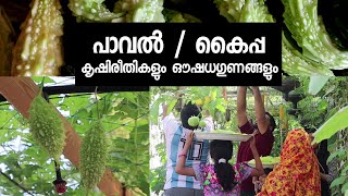 കൈപ്പ / പാവയ്ക്കയുടെ കൃഷിരീതികളും ഔഷധഗുണങ്ങളും |Bitter Gourd Cultivation