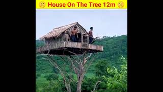 How To Build House On The Tree 12m And Swimming Pool #short #viral #trending #shorts
