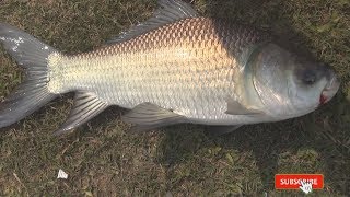 Katol  Fish Caught by Masum