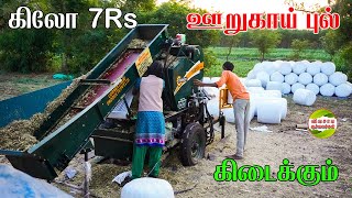 ஊறுகாய் புல் வருடம் முழுவதும் இங்கு விற்பனை கிடைக்கும் #vivasayaarvalargal #cows #silage #dairyfarm