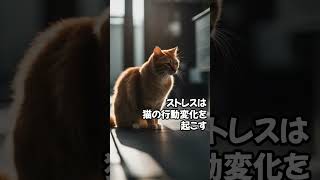 【ネコノネタ】日々のストレスは猫に〇〇をもたらす1 #shorts