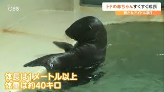 水族館「うみたまご」トドの赤ちゃん生まれる　すくすく成長中　大分