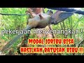 10 Pekerjaan Ala KICAU MANIA||Kicau Mania