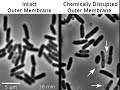 E. coli hides “armor” in plain sight