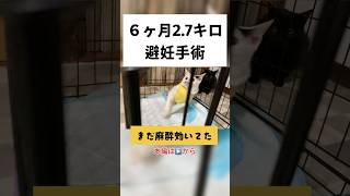 麻酔ぬけきれず帰宅するとこんな状態になります#子猫#避妊手術