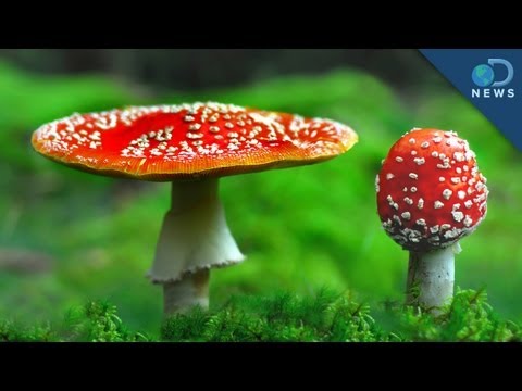 How To Grow Your Own 'Shrooms How To Grow Your Own 'Shrooms