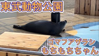 【東武動物公園】モッチモチぽよんぽよんのゴマフアザラシ！もちもちちゃんがとっても可愛すぎた！\