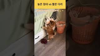 짧은 다리의 비애? 강아지의 침대 도전기 🐾😂 #강아지#시바견 #아기강아지