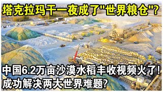 記者實地探訪塔克拉瑪干沙漠，被眼前一幕驚呆了！6.2萬畝沙漠水稻大豐收，成功解決兩大世界難題？