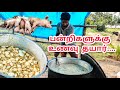 வெண்  பன்றிகளுக்கு உணவு செய்வது எப்படி white pig Food preparation in tamilnadu #whitepigfarm #pig