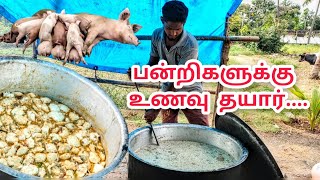 வெண்  பன்றிகளுக்கு உணவு செய்வது எப்படி white pig Food preparation in tamilnadu #whitepigfarm #pig