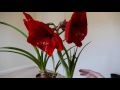 Amaryllis Update, Second Bulb In Full Bloom