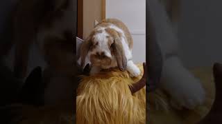 Rabbit rodeo[French lop] #Shorts