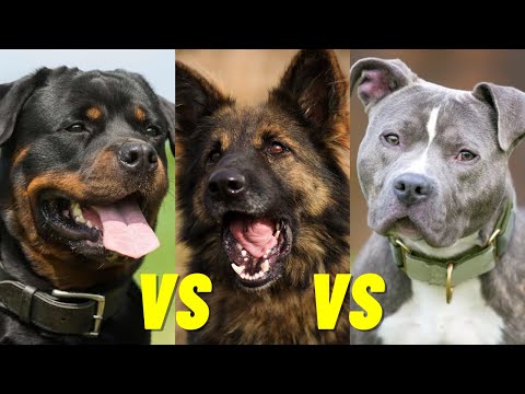Which dog is more dangerous Pitbull or German Shepherd?