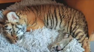 🐯🐯🐯WOW!!! so sleepy #tigercub  #tiger #kitten #foryou #fpy #cute #kitty #zoo #adorable