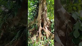 BEAUTIFUL TRUNK OF TREE