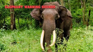 Elephant's Warning Sounds | யானையின் எச்சரிக்கை ஒலிகள் | Suttrula Dhisai |