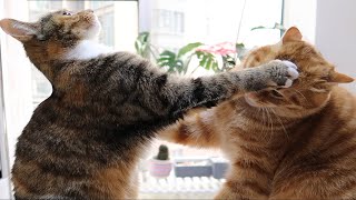 相爱相杀！ 橘猫大战狸花猫 胖橘：实力证明我不是虚胖！