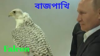 বাজপাখি,শিকারি বাজ,Falcon, Falcon Bird,Biography of Falcon,বাজপাখির  জীবনি।