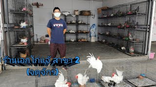 ไก่แจ้สวยงาม(ร้านเ​อกไก่​แจ้​ สาขา​ 2)​ จตุจักร​                  Bantam​ Ep.3