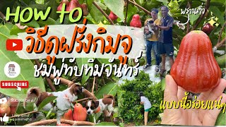 How to วิธีเลือกฝรั่งกิมจูเเละชมพู่ทับทิมจันทร์อย่างไรให้อร่อย l เฮือนชาน